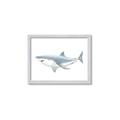 Picture of Great White Shark _GroupedProduct_Rectangle_Landscape_Mini_ _GroupedProduct_Rectangle_Landscape_Framed_Matted_
