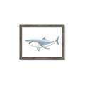 Picture of Great White Shark _GroupedProduct_Rectangle_Landscape_Mini_ _GroupedProduct_Rectangle_Landscape_Framed_Matted_