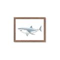 Picture of Great White Shark _GroupedProduct_Rectangle_Landscape_Mini_ _GroupedProduct_Rectangle_Landscape_Framed_Matted_