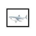 Picture of Great White Shark _GroupedProduct_Rectangle_Landscape_Mini_ _GroupedProduct_Rectangle_Landscape_Framed_Matted_