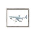 Picture of Great White Shark _GroupedProduct_Rectangle_Landscape_Mini_ _GroupedProduct_Rectangle_Landscape_Framed_Matted_