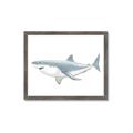 Picture of Great White Shark _GroupedProduct_Rectangle_Landscape_Mini_ _GroupedProduct_Rectangle_Landscape_Framed_Matted_