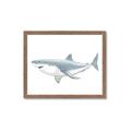 Picture of Great White Shark _GroupedProduct_Rectangle_Landscape_Mini_ _GroupedProduct_Rectangle_Landscape_Framed_Matted_