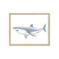 Picture of Great White Shark _GroupedProduct_Rectangle_Landscape_Mini_ _GroupedProduct_Rectangle_Landscape_Framed_Matted_