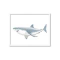 Picture of Great White Shark _GroupedProduct_Rectangle_Landscape_Mini_ _GroupedProduct_Rectangle_Landscape_Framed_Matted_