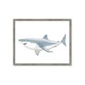 Picture of Great White Shark _GroupedProduct_Rectangle_Landscape_Mini_ _GroupedProduct_Rectangle_Landscape_Framed_Matted_