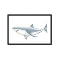 Picture of Great White Shark _GroupedProduct_Rectangle_Landscape_Mini_ _GroupedProduct_Rectangle_Landscape_Framed_Matted_