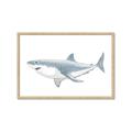 Picture of Great White Shark _GroupedProduct_Rectangle_Landscape_Mini_ _GroupedProduct_Rectangle_Landscape_Framed_Matted_