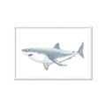 Picture of Great White Shark _GroupedProduct_Rectangle_Landscape_Mini_ _GroupedProduct_Rectangle_Landscape_Framed_Matted_