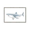 Picture of Great White Shark _GroupedProduct_Rectangle_Landscape_Mini_ _GroupedProduct_Rectangle_Landscape_Framed_Matted_