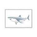 Picture of Great White Shark _GroupedProduct_Rectangle_Landscape_Mini_ _GroupedProduct_Rectangle_Landscape_Framed_Matted_