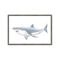 Picture of Great White Shark _GroupedProduct_Rectangle_Landscape_Mini_ _GroupedProduct_Rectangle_Landscape_Framed_Matted_
