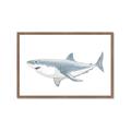 Picture of Great White Shark _GroupedProduct_Rectangle_Landscape_Mini_ _GroupedProduct_Rectangle_Landscape_Framed_Matted_
