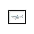 Picture of Great White Shark _GroupedProduct_Rectangle_Landscape_Mini_ _GroupedProduct_Rectangle_Landscape_Framed_Matted_