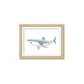 Picture of Great White Shark _GroupedProduct_Rectangle_Landscape_Mini_ _GroupedProduct_Rectangle_Landscape_Framed_Matted_