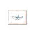 Picture of Great White Shark _GroupedProduct_Rectangle_Landscape_Mini_ _GroupedProduct_Rectangle_Landscape_Framed_Matted_