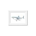 Picture of Great White Shark _GroupedProduct_Rectangle_Landscape_Mini_ _GroupedProduct_Rectangle_Landscape_Framed_Matted_