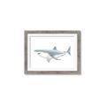 Picture of Great White Shark _GroupedProduct_Rectangle_Landscape_Mini_ _GroupedProduct_Rectangle_Landscape_Framed_Matted_