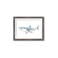 Picture of Great White Shark _GroupedProduct_Rectangle_Landscape_Mini_ _GroupedProduct_Rectangle_Landscape_Framed_Matted_