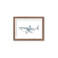 Picture of Great White Shark _GroupedProduct_Rectangle_Landscape_Mini_ _GroupedProduct_Rectangle_Landscape_Framed_Matted_