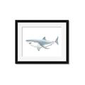 Picture of Great White Shark _GroupedProduct_Rectangle_Landscape_Mini_ _GroupedProduct_Rectangle_Landscape_Framed_Matted_