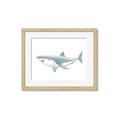 Picture of Great White Shark _GroupedProduct_Rectangle_Landscape_Mini_ _GroupedProduct_Rectangle_Landscape_Framed_Matted_