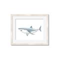 Picture of Great White Shark _GroupedProduct_Rectangle_Landscape_Mini_ _GroupedProduct_Rectangle_Landscape_Framed_Matted_