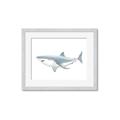 Picture of Great White Shark _GroupedProduct_Rectangle_Landscape_Mini_ _GroupedProduct_Rectangle_Landscape_Framed_Matted_
