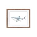 Picture of Great White Shark _GroupedProduct_Rectangle_Landscape_Mini_ _GroupedProduct_Rectangle_Landscape_Framed_Matted_