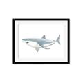 Picture of Great White Shark _GroupedProduct_Rectangle_Landscape_Mini_ _GroupedProduct_Rectangle_Landscape_Framed_Matted_