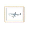 Picture of Great White Shark _GroupedProduct_Rectangle_Landscape_Mini_ _GroupedProduct_Rectangle_Landscape_Framed_Matted_