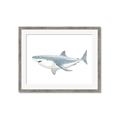 Picture of Great White Shark _GroupedProduct_Rectangle_Landscape_Mini_ _GroupedProduct_Rectangle_Landscape_Framed_Matted_