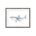 Picture of Great White Shark _GroupedProduct_Rectangle_Landscape_Mini_ _GroupedProduct_Rectangle_Landscape_Framed_Matted_