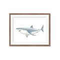 Picture of Great White Shark _GroupedProduct_Rectangle_Landscape_Mini_ _GroupedProduct_Rectangle_Landscape_Framed_Matted_