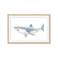 Picture of Great White Shark _GroupedProduct_Rectangle_Landscape_Mini_ _GroupedProduct_Rectangle_Landscape_Framed_Matted_