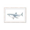 Picture of Great White Shark _GroupedProduct_Rectangle_Landscape_Mini_ _GroupedProduct_Rectangle_Landscape_Framed_Matted_