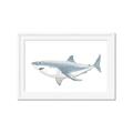 Picture of Great White Shark _GroupedProduct_Rectangle_Landscape_Mini_ _GroupedProduct_Rectangle_Landscape_Framed_Matted_