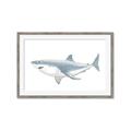 Picture of Great White Shark _GroupedProduct_Rectangle_Landscape_Mini_ _GroupedProduct_Rectangle_Landscape_Framed_Matted_