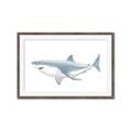 Picture of Great White Shark _GroupedProduct_Rectangle_Landscape_Mini_ _GroupedProduct_Rectangle_Landscape_Framed_Matted_