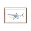 Picture of Great White Shark _GroupedProduct_Rectangle_Landscape_Mini_ _GroupedProduct_Rectangle_Landscape_Framed_Matted_