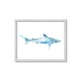 Picture of Blue Splash Shark II _GroupedProduct_Rectangle_Landscape_Mini_ _GroupedProduct_Rectangle_Landscape_Framed_Matted_