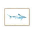 Picture of Blue Splash Shark II _GroupedProduct_Rectangle_Landscape_Mini_ _GroupedProduct_Rectangle_Landscape_Framed_Matted_
