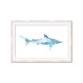 Picture of Blue Splash Shark II _GroupedProduct_Rectangle_Landscape_Mini_ _GroupedProduct_Rectangle_Landscape_Framed_Matted_