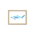 Picture of Blue Splash Shark III _GroupedProduct_Rectangle_Landscape_Mini_ _GroupedProduct_Rectangle_Landscape_Framed_Matted_