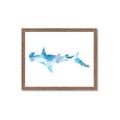 Picture of Blue Splash Shark IV _GroupedProduct_Rectangle_Landscape_Mini_ _GroupedProduct_Rectangle_Landscape_Framed_Matted_