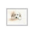 Picture of Cute Puppy _GroupedProduct_Rectangle_Landscape_Framed_Matted_