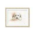 Picture of Cute Puppy _GroupedProduct_Rectangle_Landscape_Framed_Matted_