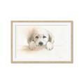Picture of Cute Puppy _GroupedProduct_Rectangle_Landscape_Framed_Matted_