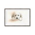 Picture of Cute Puppy _GroupedProduct_Rectangle_Landscape_Framed_Matted_
