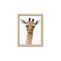 Picture of Nursery Giraffe _GroupedProduct_Rectangle_Portrait_Framed_Matted_